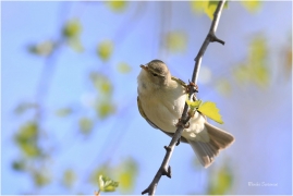 <p>BUDNÍČEK VĚTŠÍ (Phylloscopus trochilus) /Willow warbler – Fitis/</p>